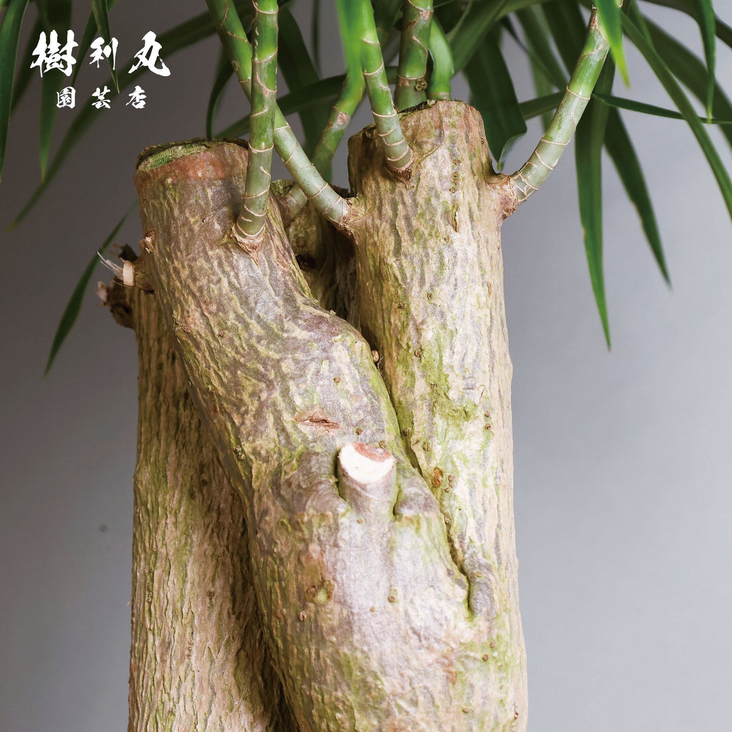 己のかたちで、立てばいい - ドラセナ