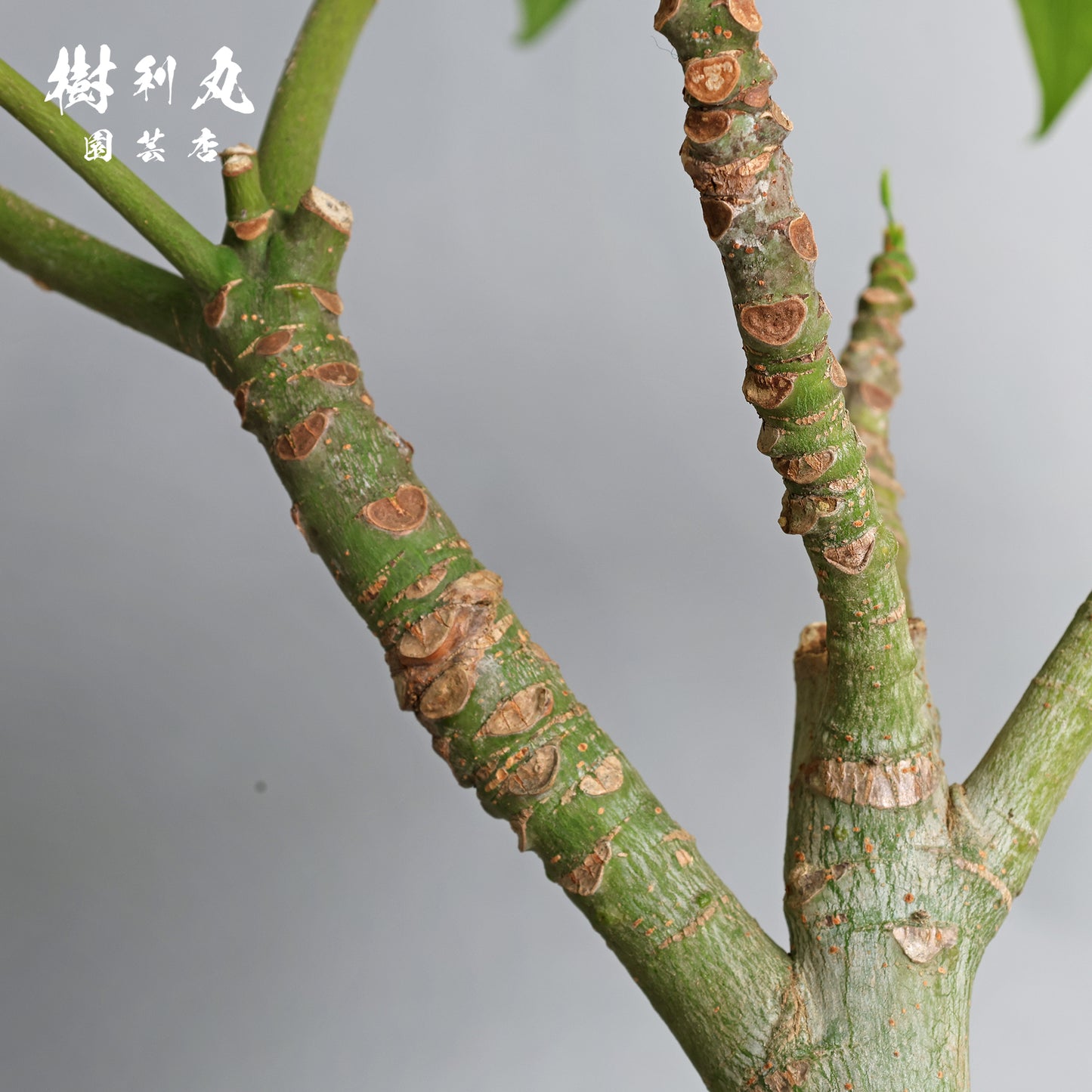 余力が未来を支える - パキラ