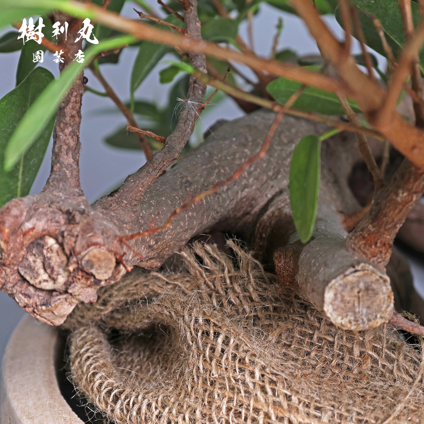 見えない根ほど折れない- ガジュマル