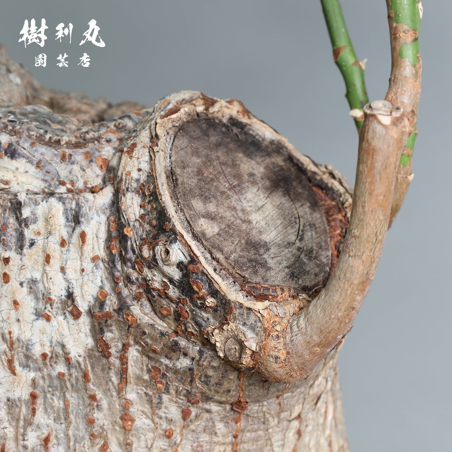 蓄えが、しなやかさを生む - パキラ