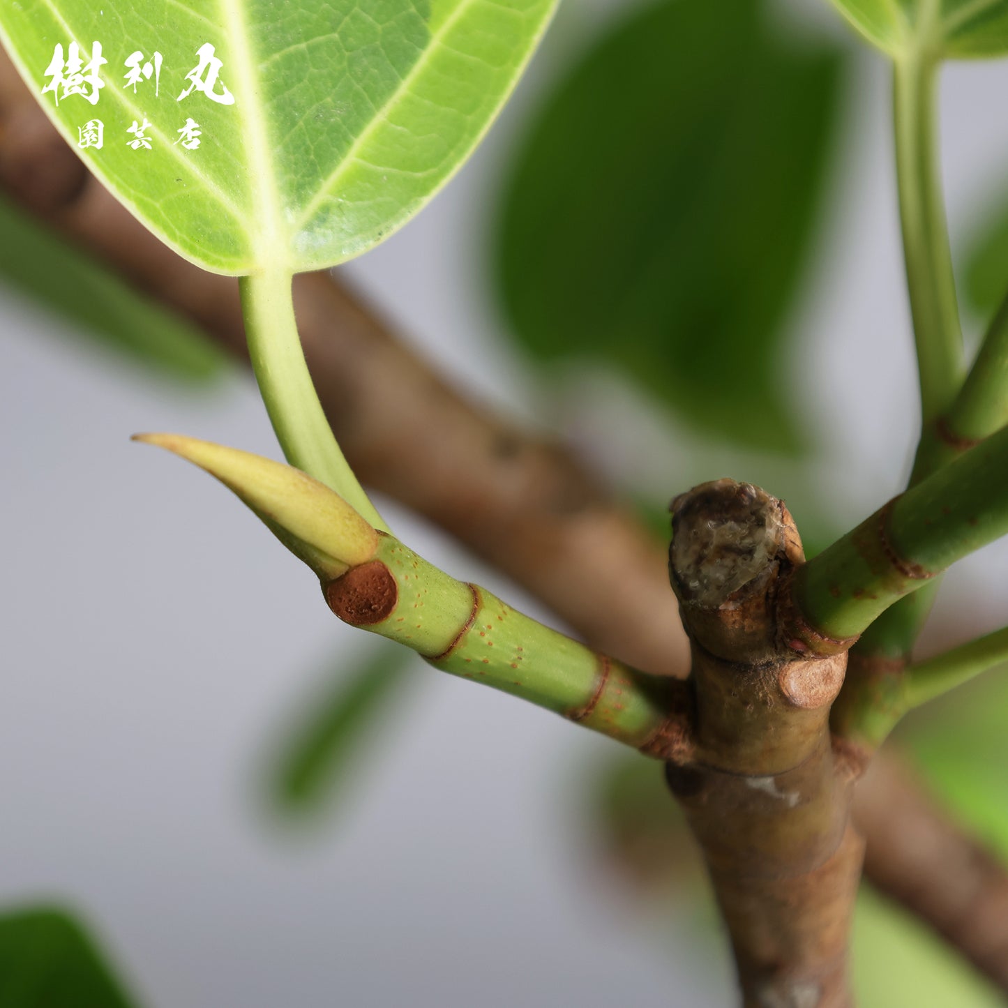 遠回りが幹になる - アルテシマ