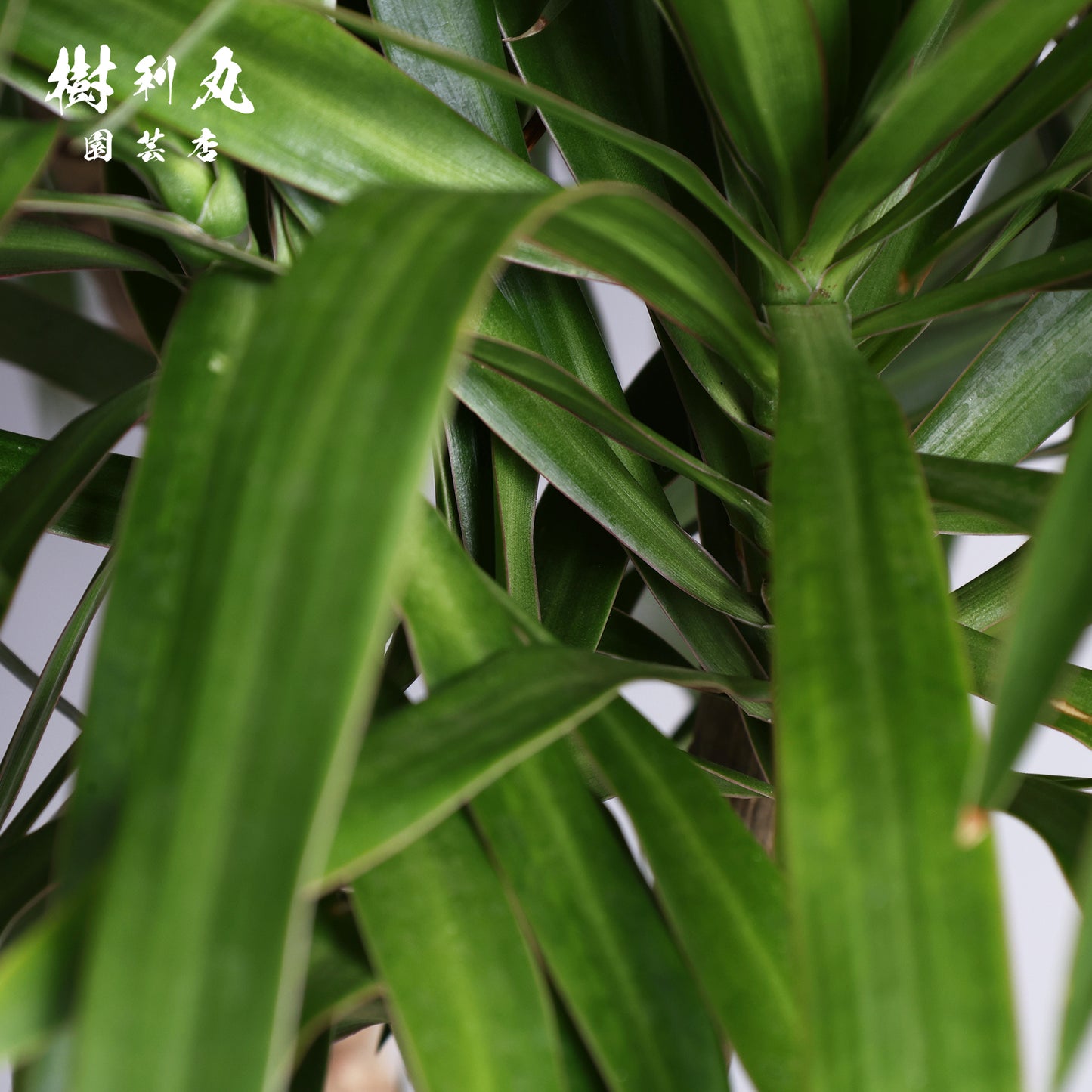 見上げるほど、また芽吹く - ドラセナ・ナビー