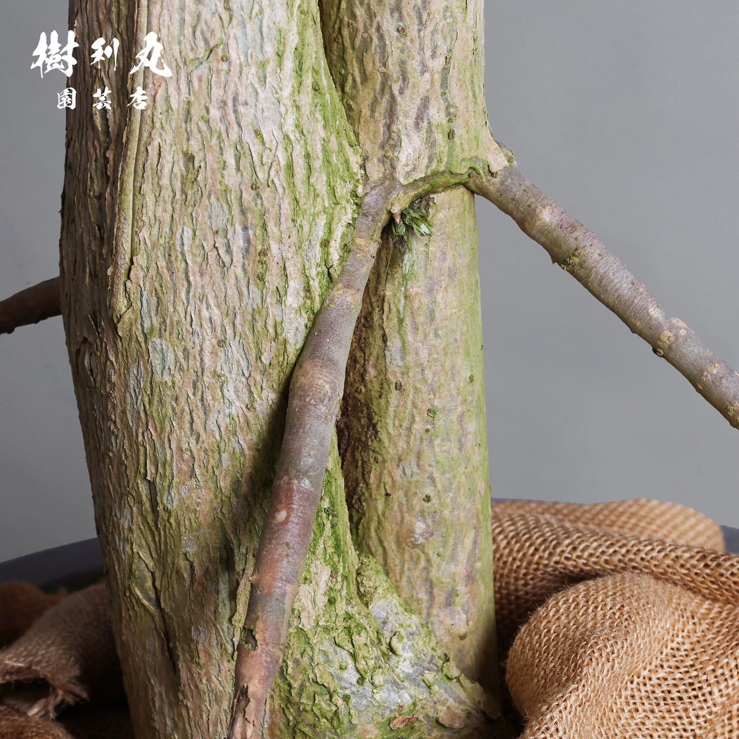 己のかたちで、立てばいい - ドラセナ