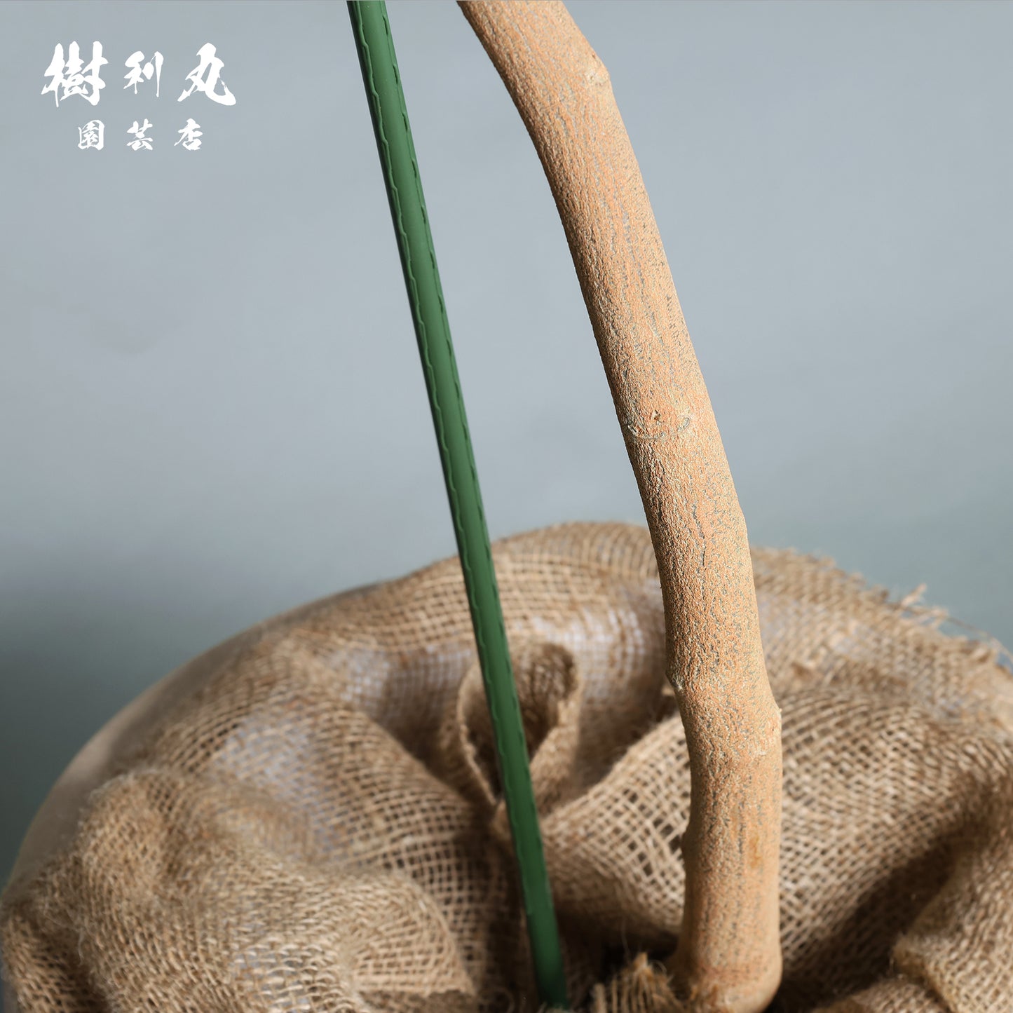 しなやかさは強さを超える - エバーフレッシュ