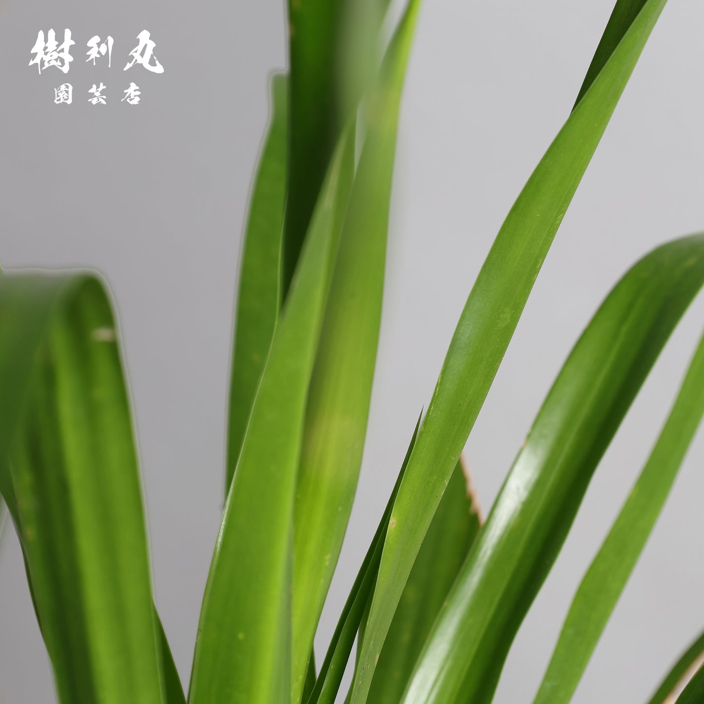 傷が、次の芽を生む- ドラセナ・パラオ