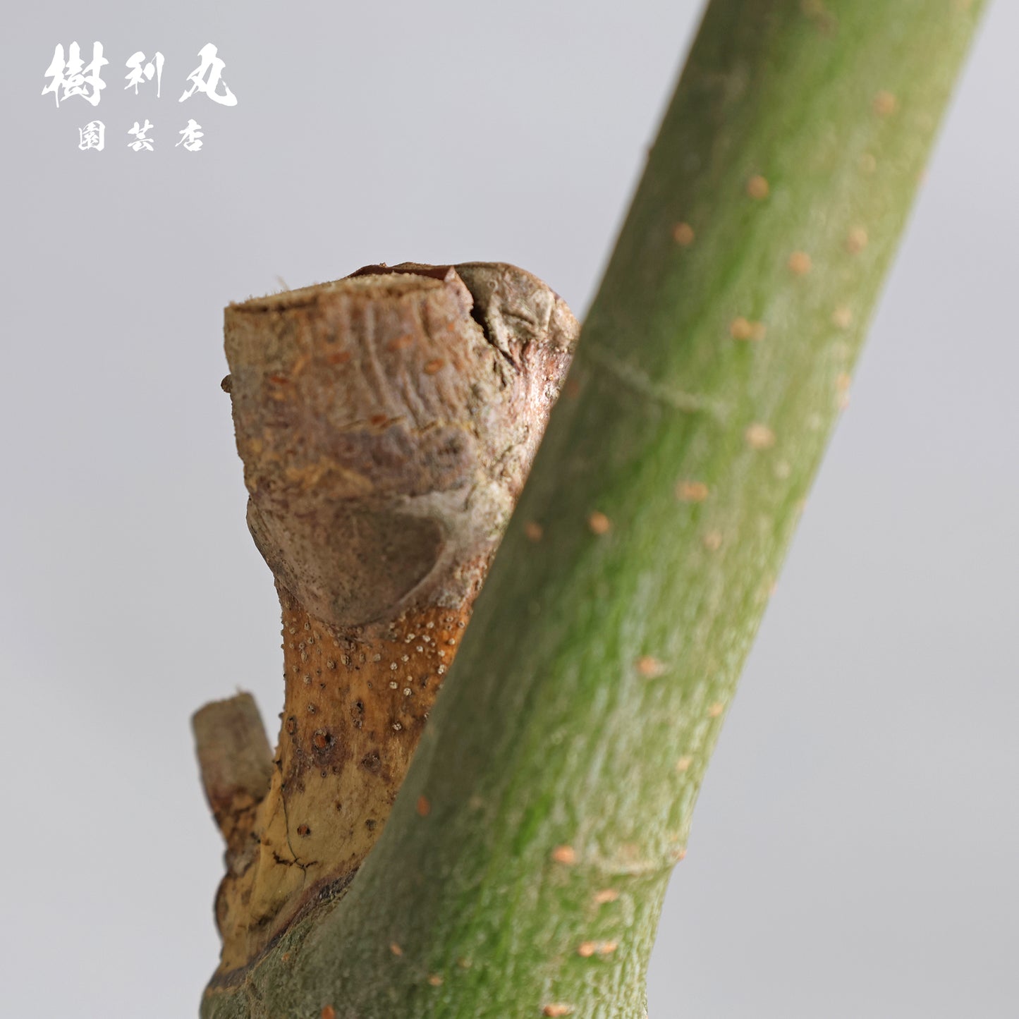 余力が未来を支える - パキラ