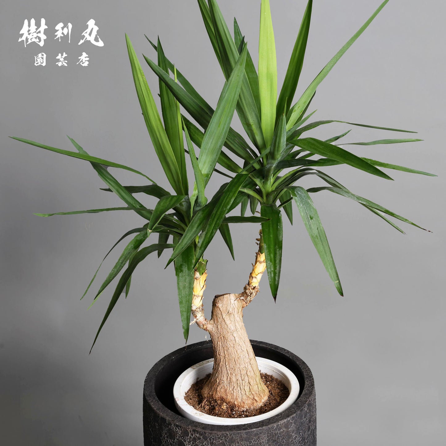 強く、簡素であれ - ユッカ