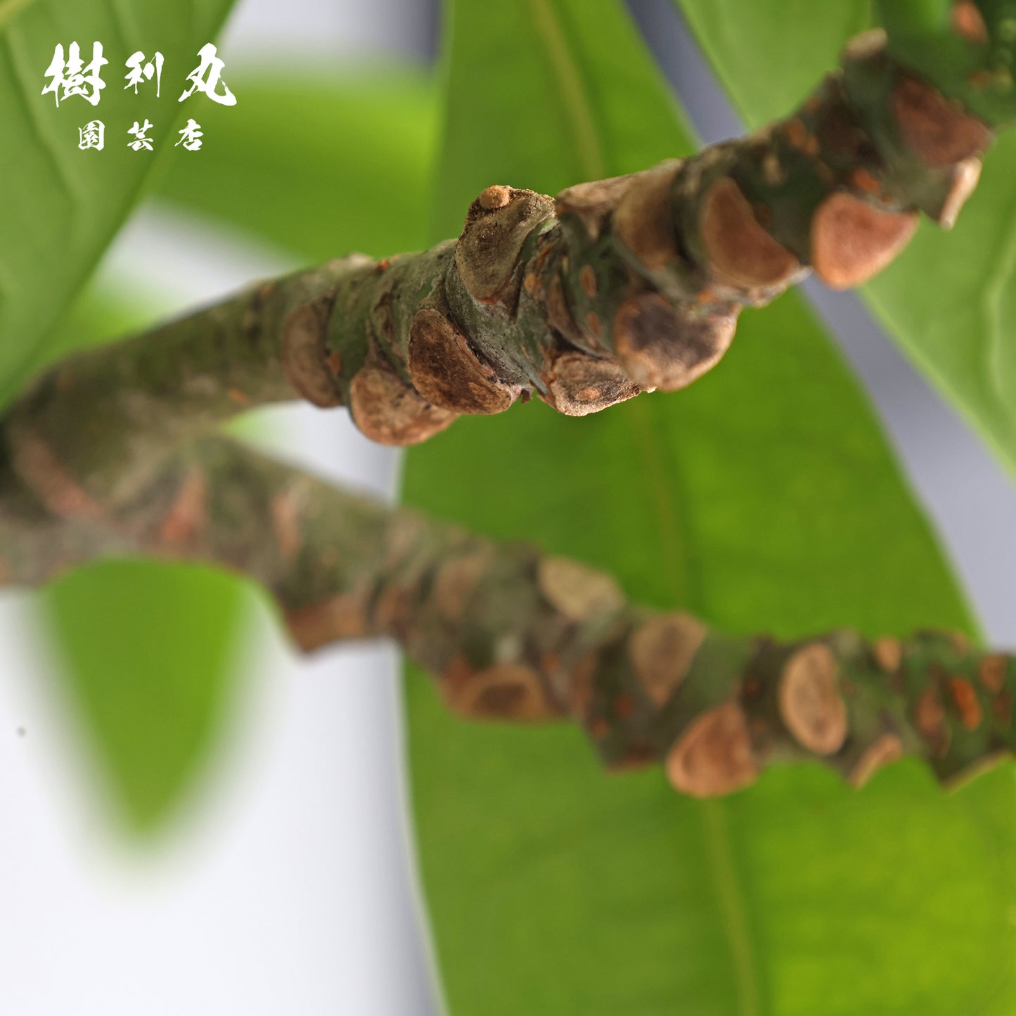余力が未来を支える - パキラ