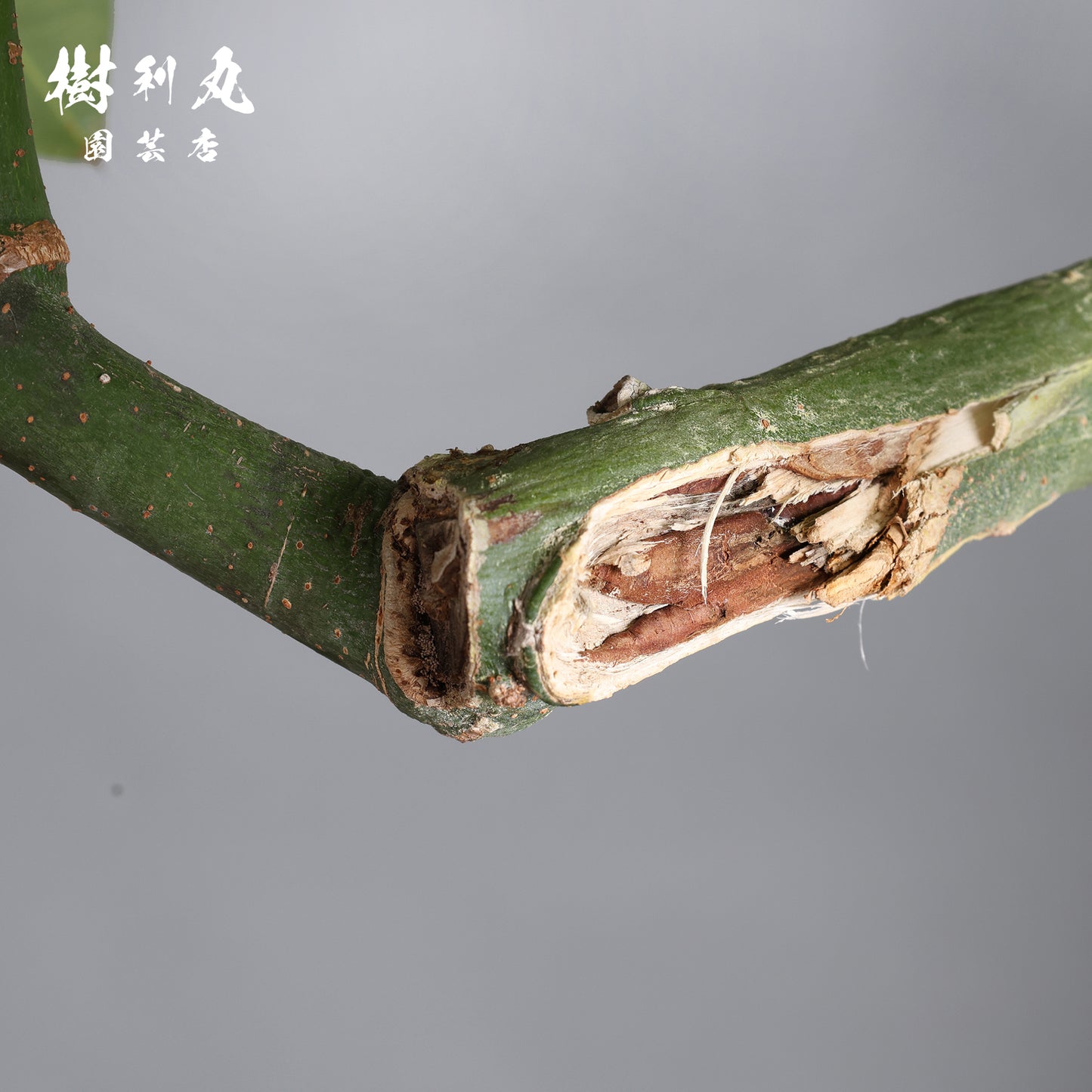 蓄えが、しなやかさを生む - パキラ