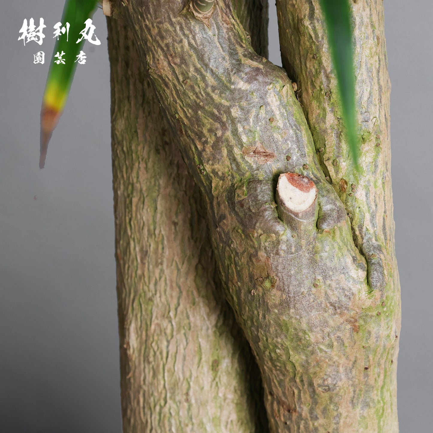 己のかたちで、立てばいい - ドラセナ