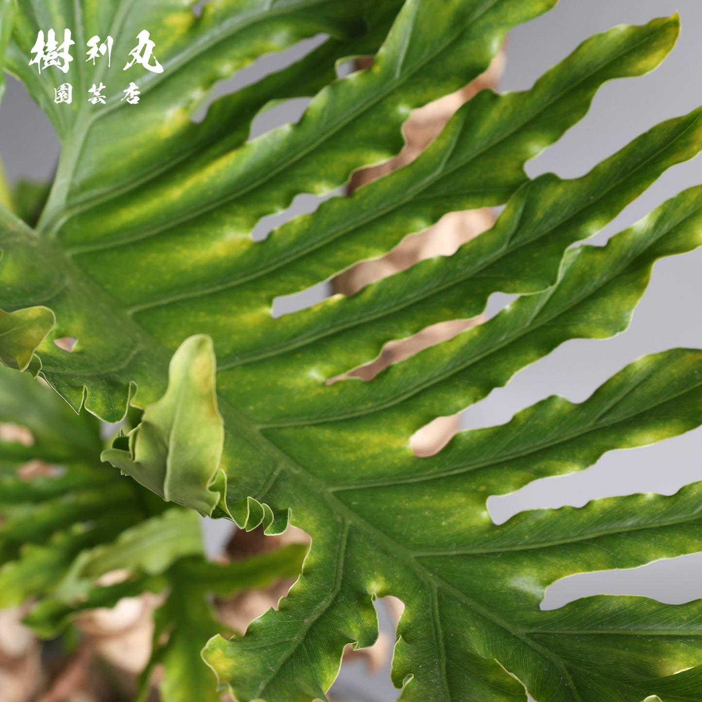 揺らがぬ土台から、広がる - セローム