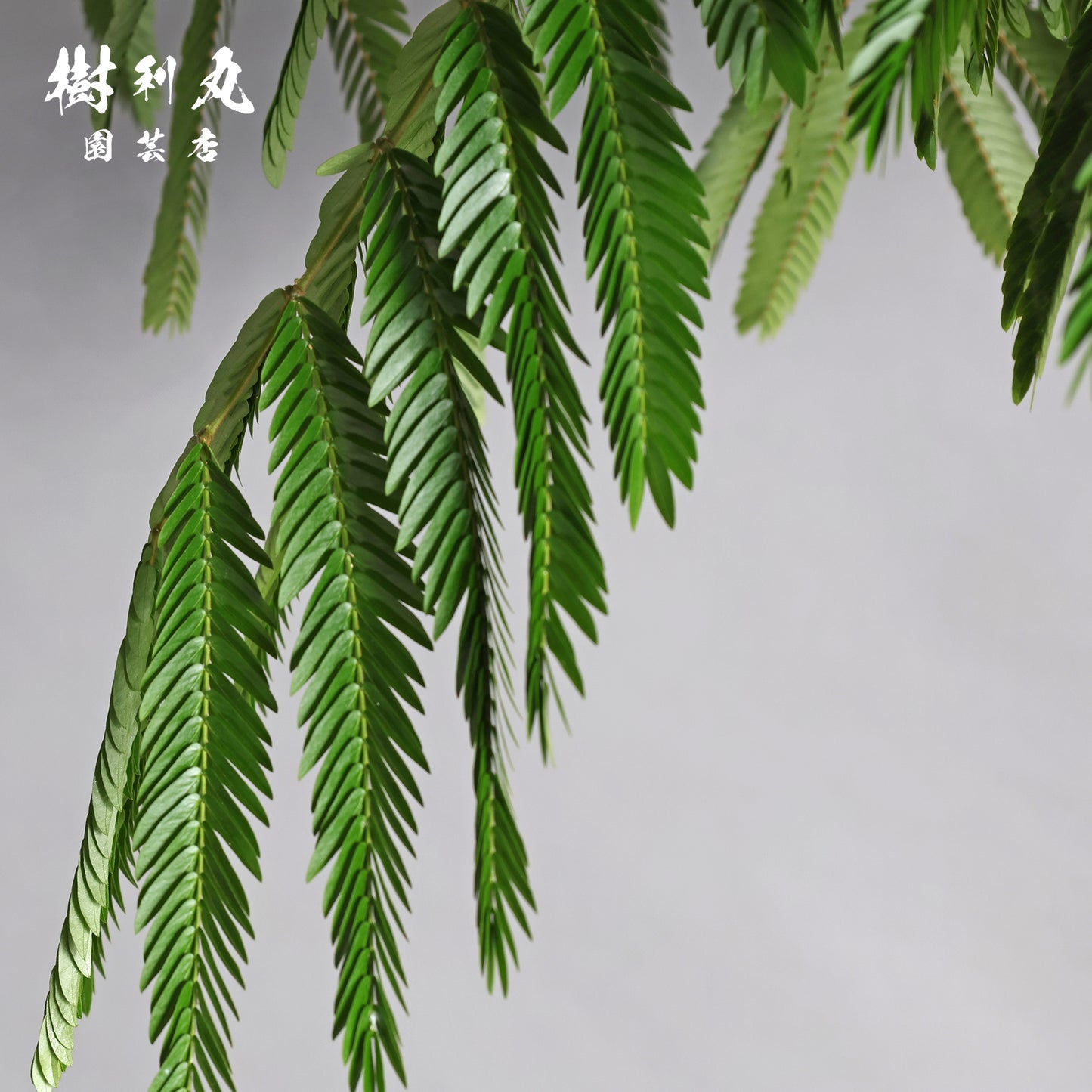 しなやかさは強さを超える - エバーフレッシュ