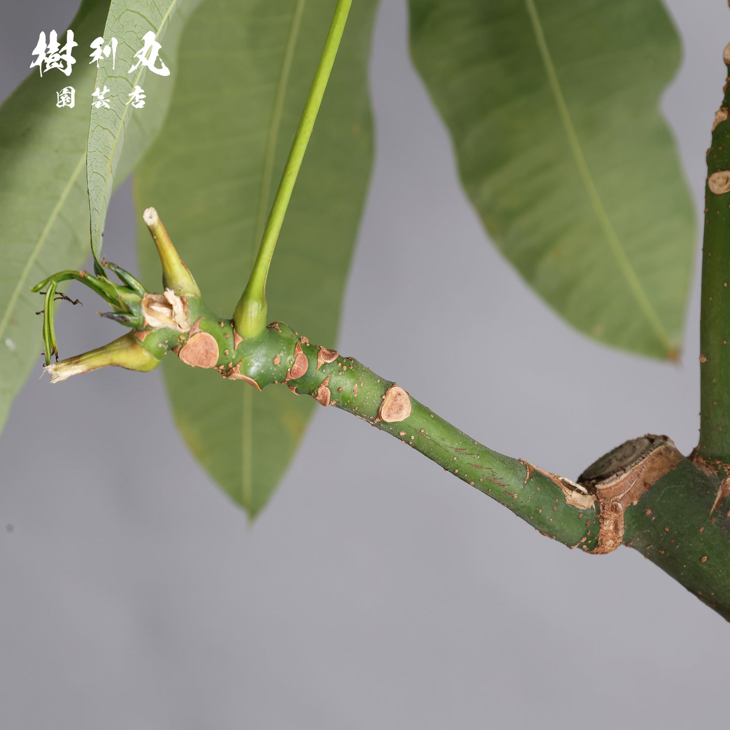 蓄えが、しなやかさを生む - パキラ