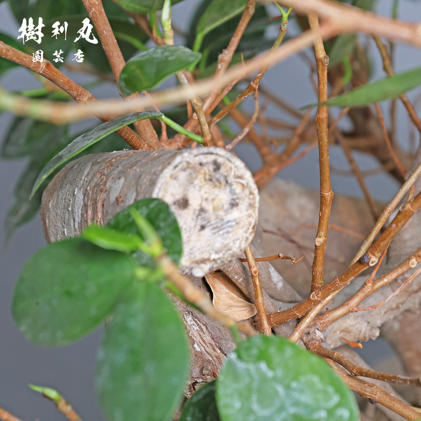 見えない根ほど折れない- ガジュマル
