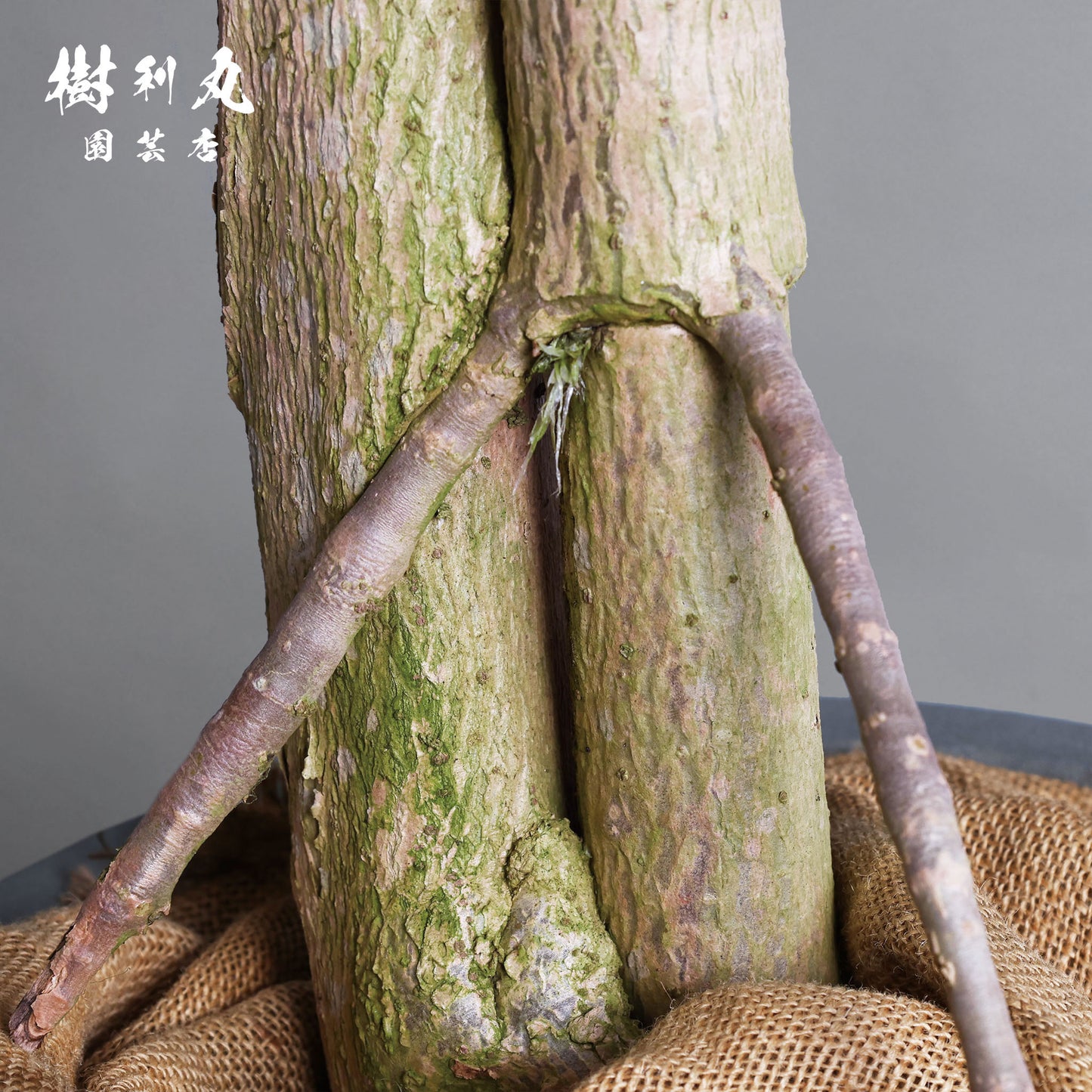 己のかたちで、立てばいい - ドラセナ