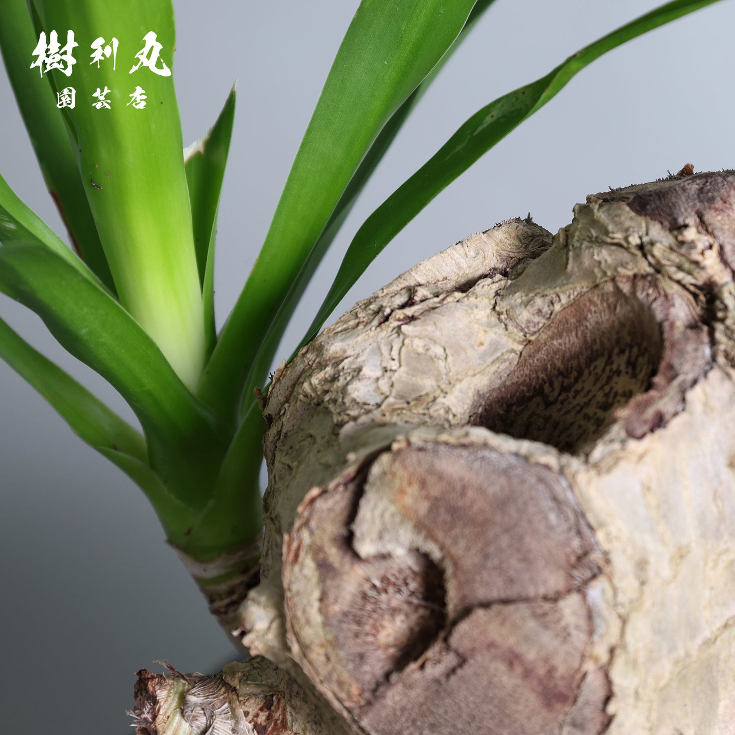 傷が、次の芽を生む- ドラセナ・パラオ