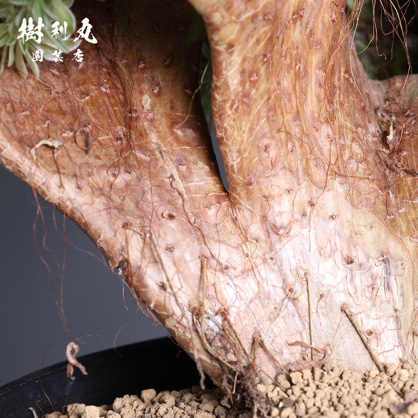 交わるほど、豊かになる - アエオニウム綴化