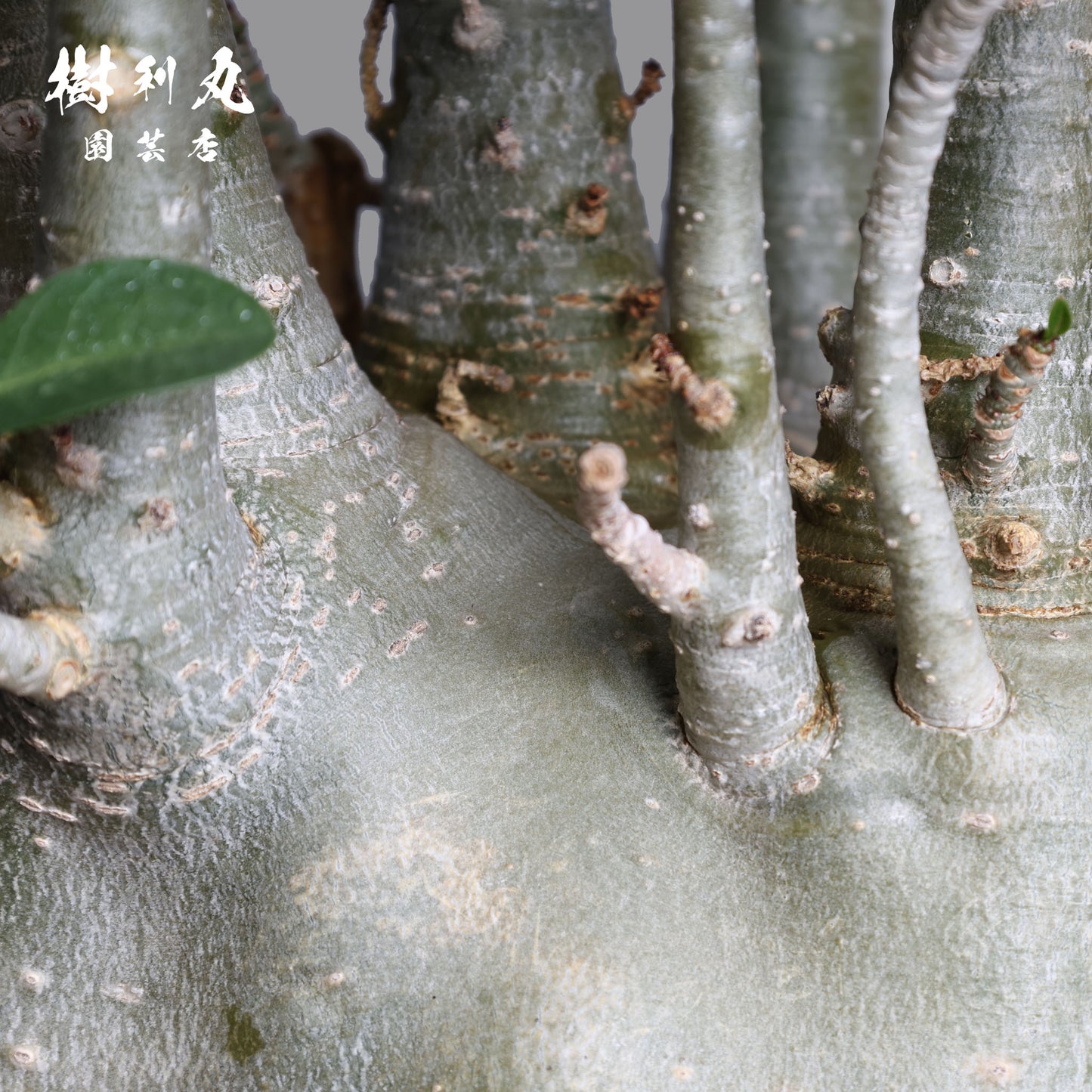 迷わず、蓄えて、咲く - アデニウム
