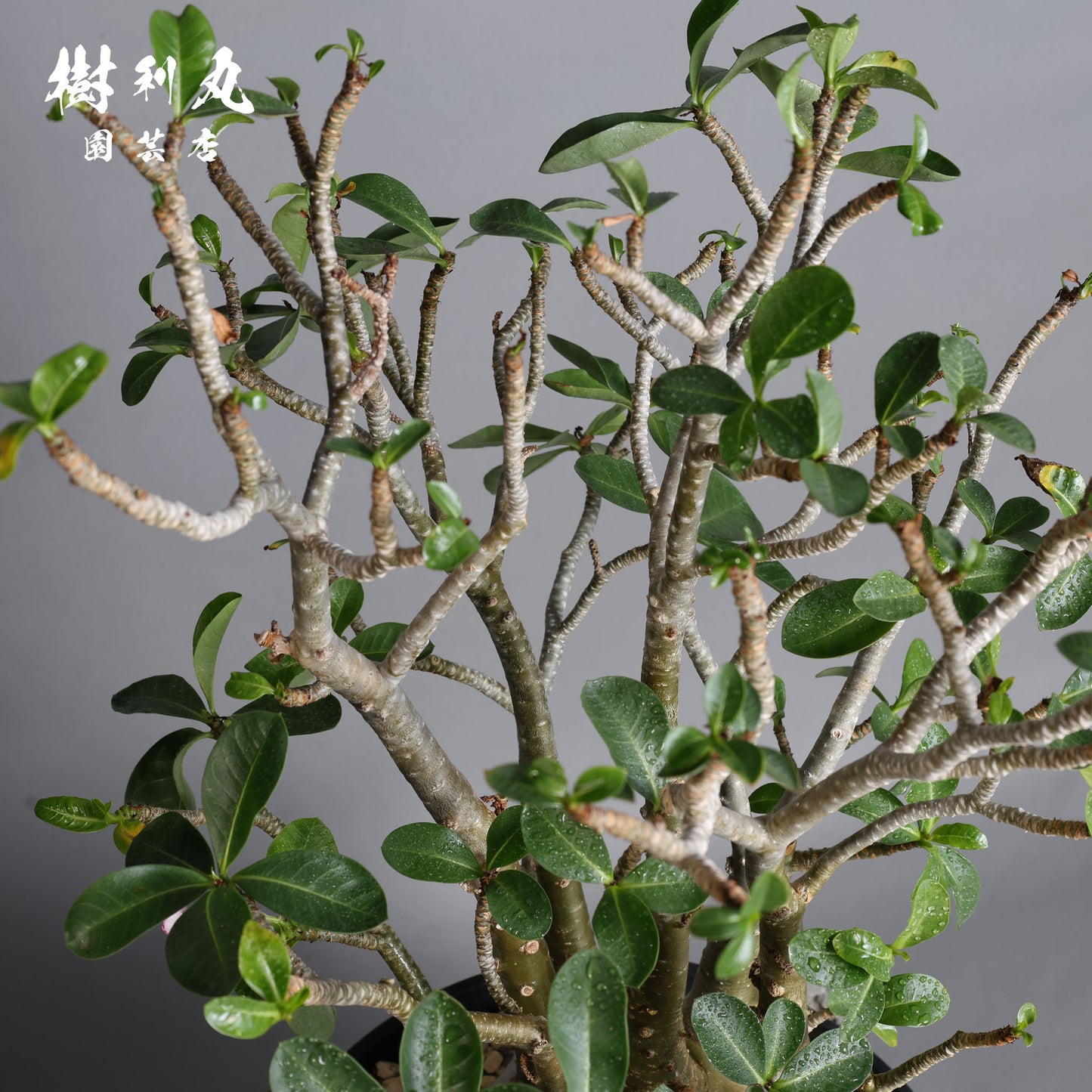 迷わず、蓄えて、咲く - アデニウム