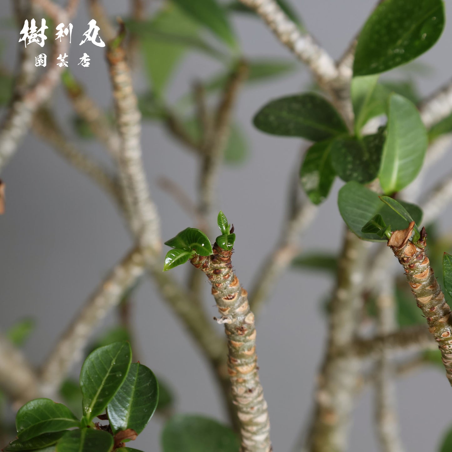 迷わず、蓄えて、咲く - アデニウム