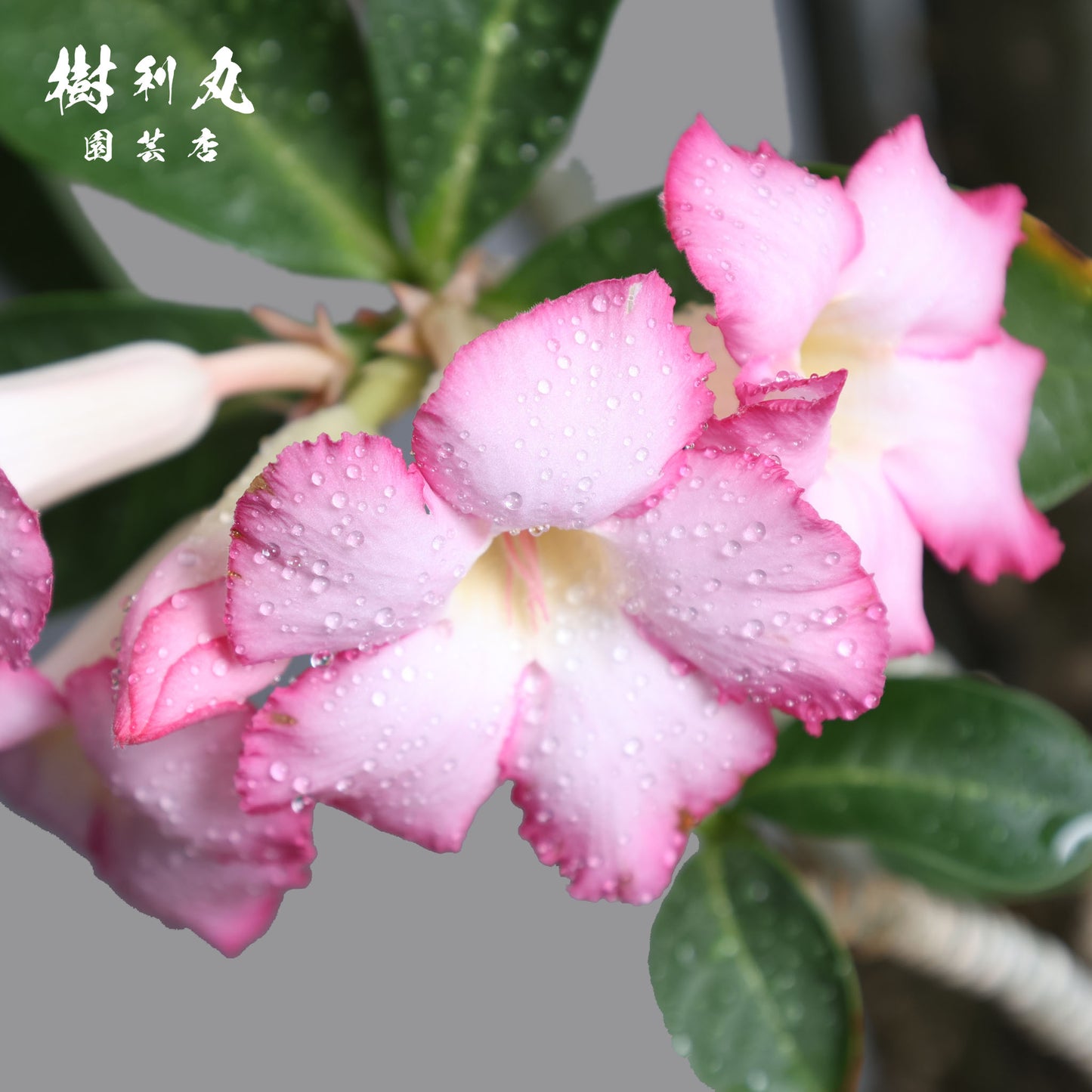 迷わず、蓄えて、咲く - アデニウム