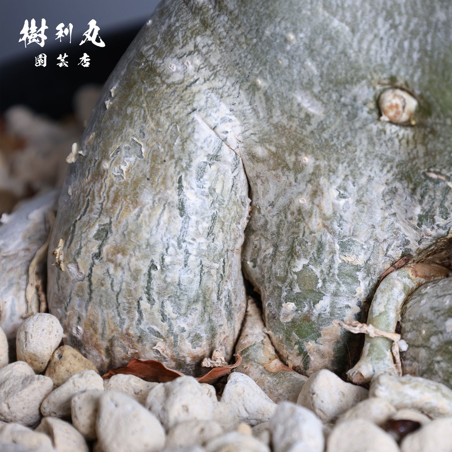 迷わず、蓄えて、咲く - アデニウム