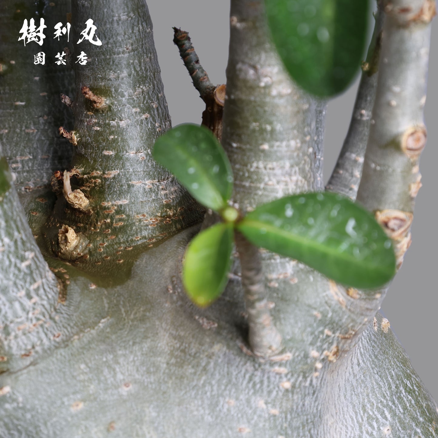 迷わず、蓄えて、咲く - アデニウム