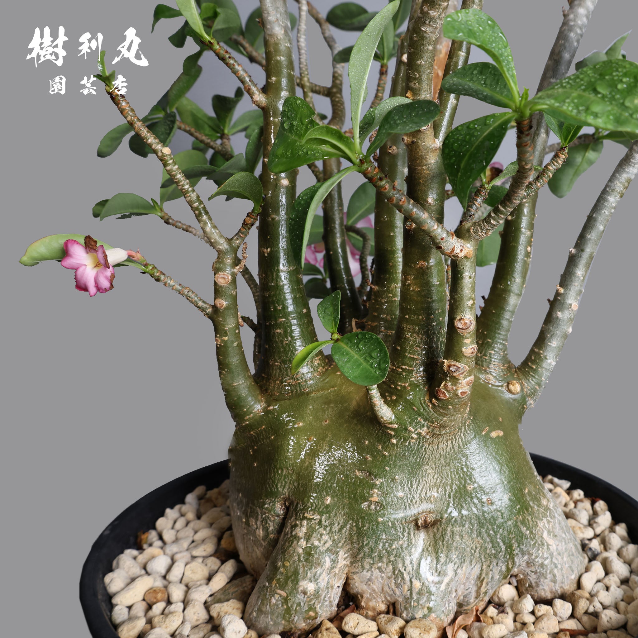 迷わず、蓄えて、咲く - アデニウム – 樹利丸 園芸店