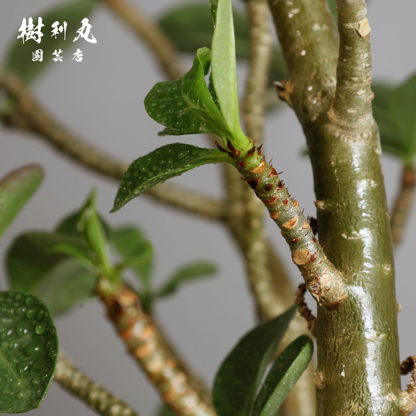 迷わず、蓄えて、咲く - アデニウム