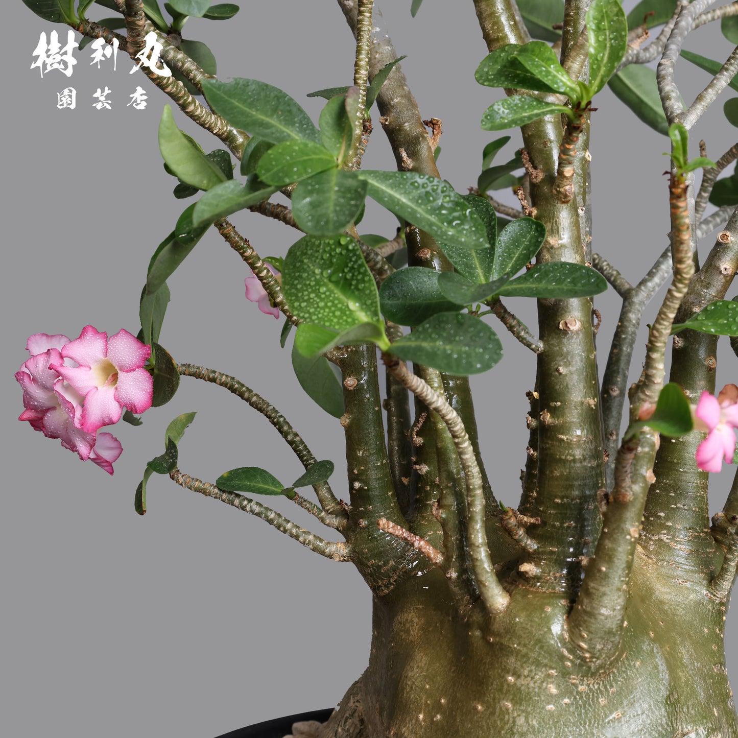 迷わず、蓄えて、咲く - アデニウム