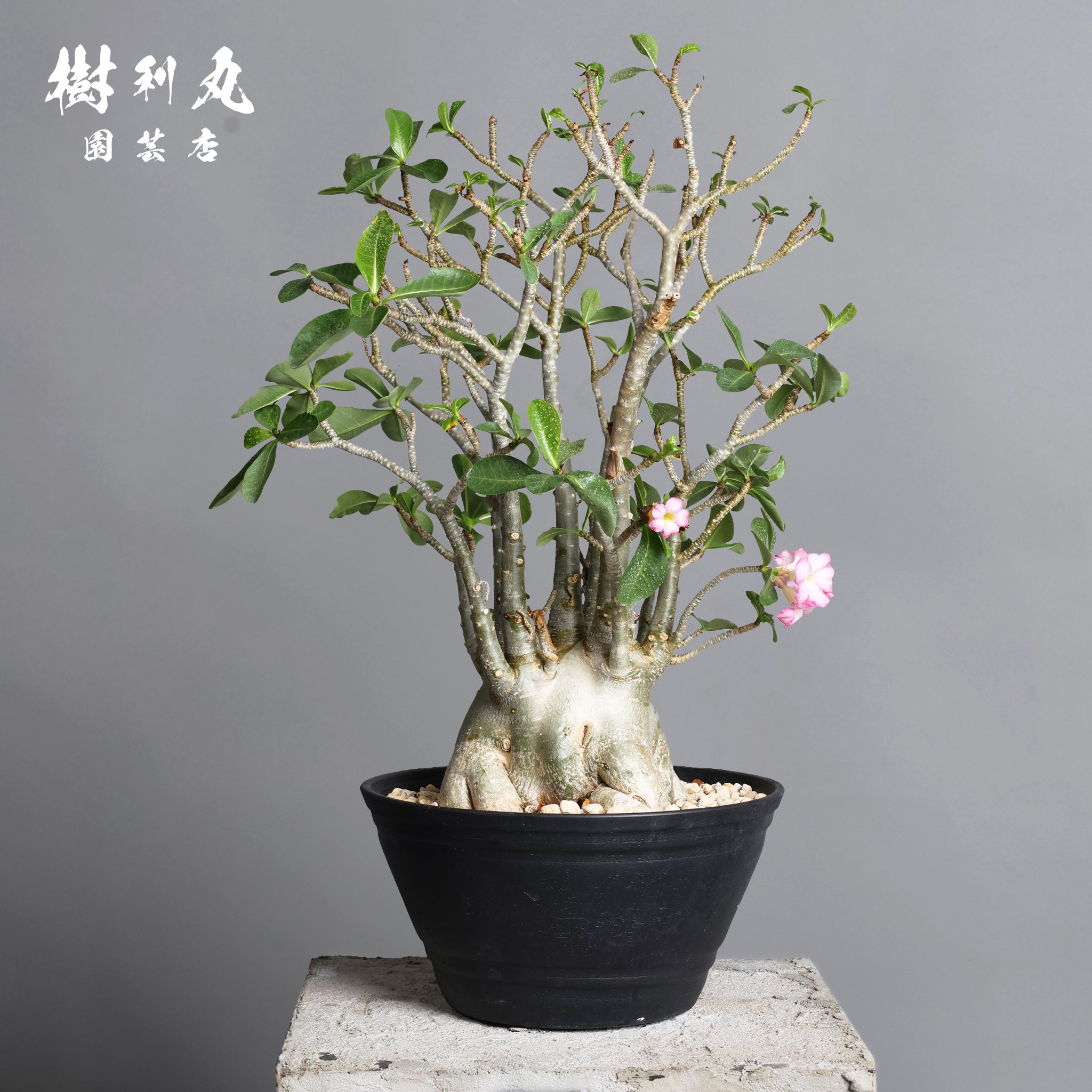 a*s様 アデニウム　特大株　オススメ品 a*s様 アデニウム 特大株 オススメ品