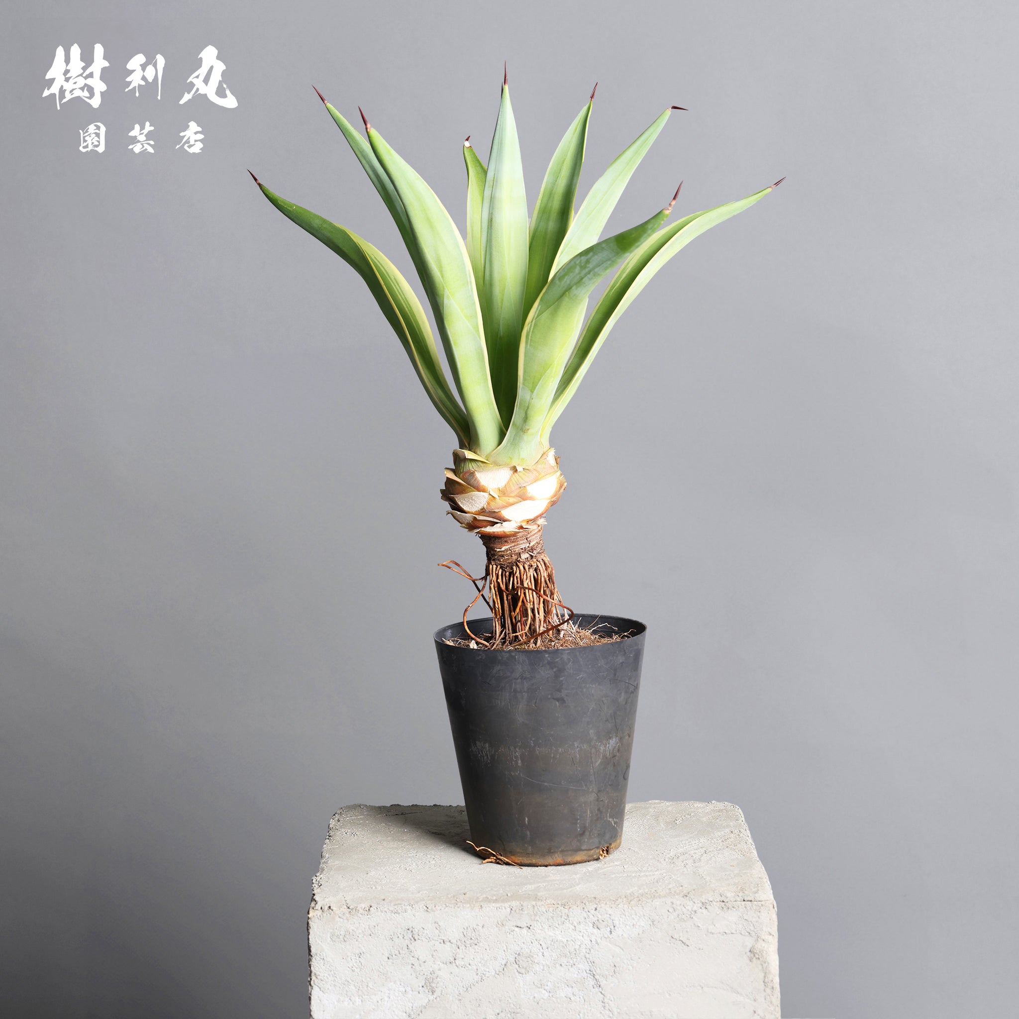 アガベ – 樹利丸 園芸店