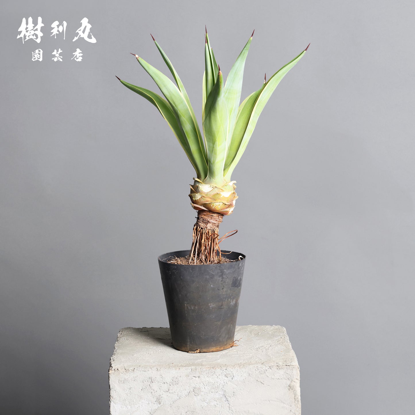 強さとは、根にある - アガベ・ベネズエラ