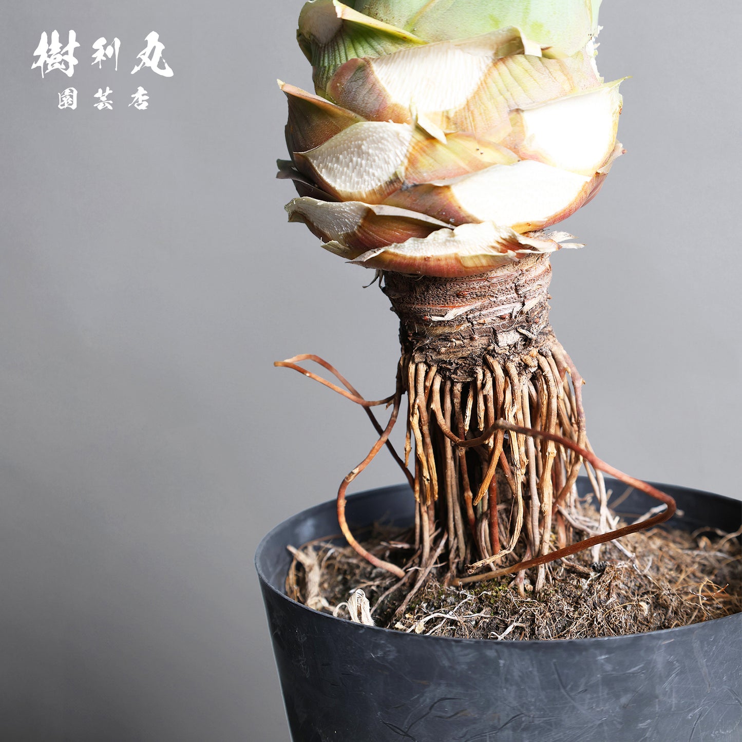 強さとは、根にある - アガベ・ベネズエラ