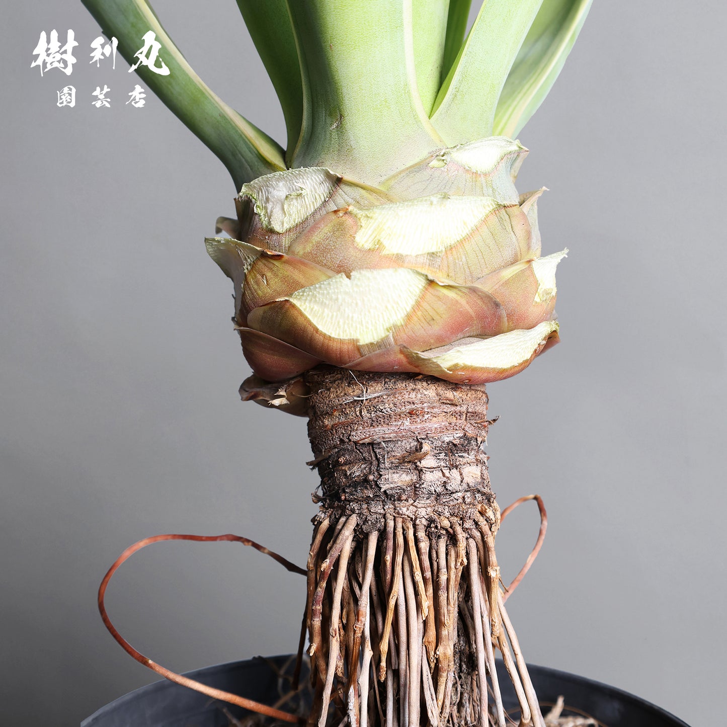 強さとは、根にある - アガベ・ベネズエラ