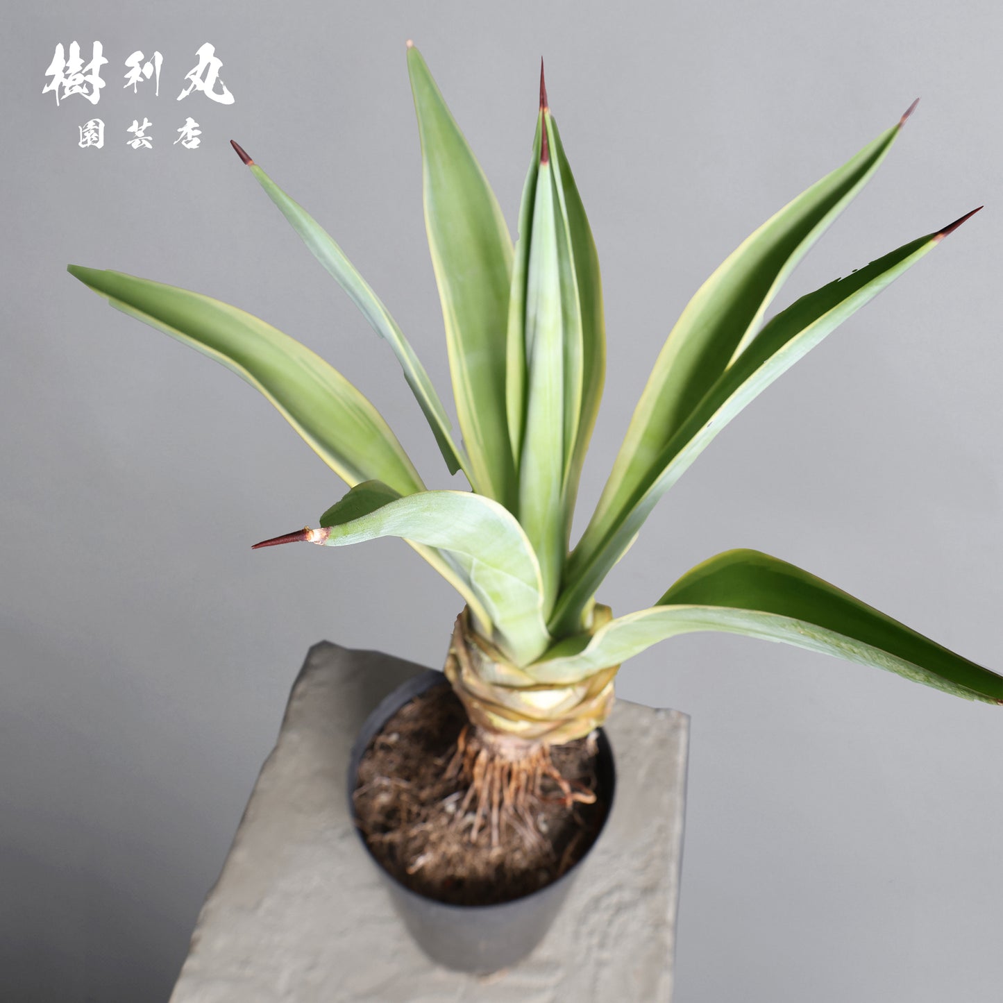 強さとは、根にある - アガベ・ベネズエラ