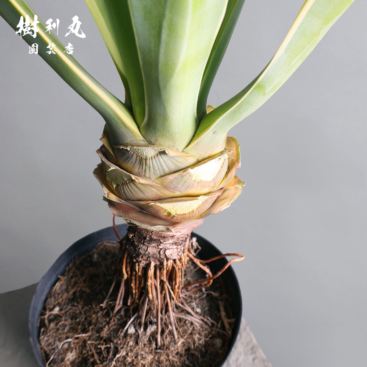 強さとは、根にある - アガベ・ベネズエラ