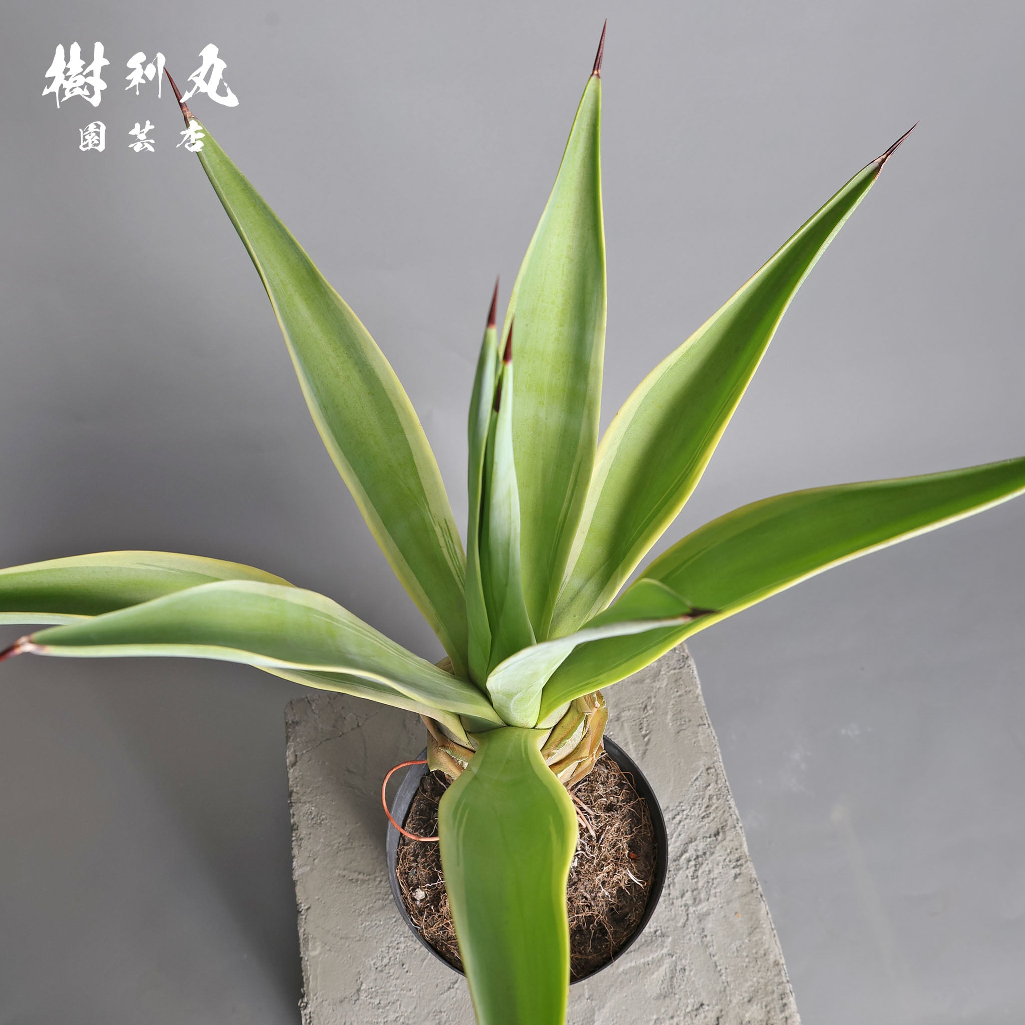 強さとは、根にある - アガベ・ベネズエラ｜アガベ｜ 樹利丸 園芸店
