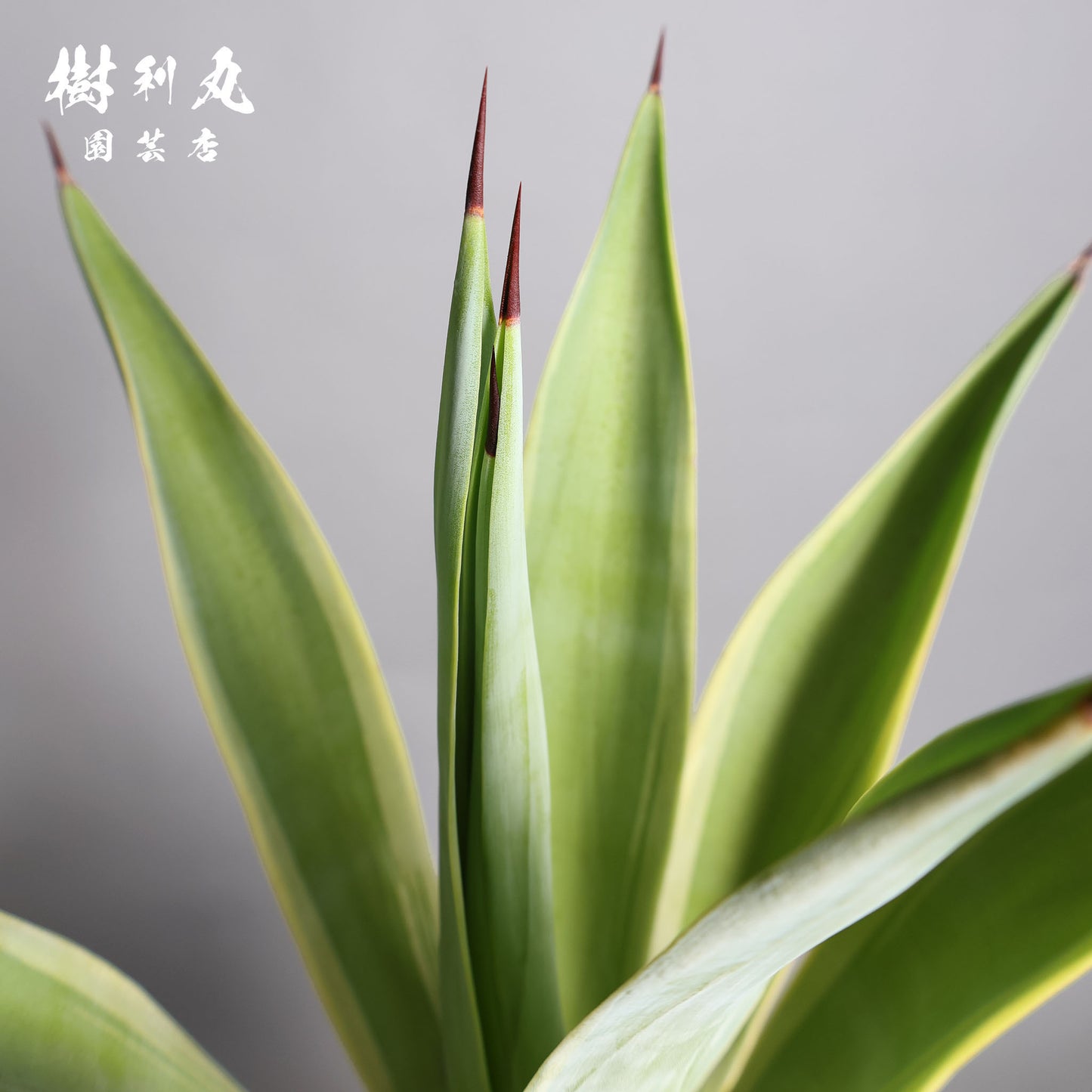 強さとは、根にある - アガベ・ベネズエラ