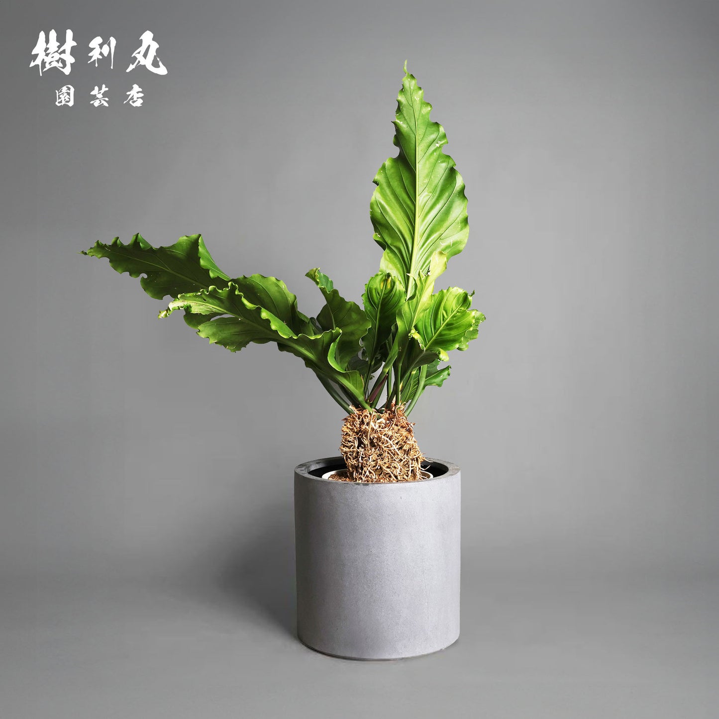華やぎは、深き根から - アンスリウム・フーケリー