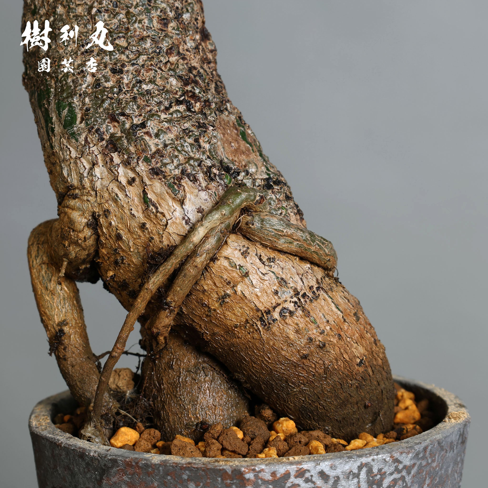 芯はねじる - ボンバックス – 樹利丸 園芸店