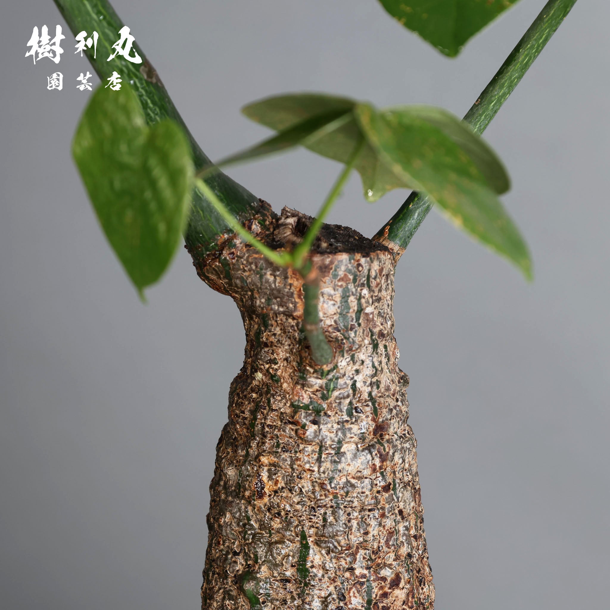 芯はねじる - ボンバックス｜ボンバックス｜ 樹利丸 園芸店