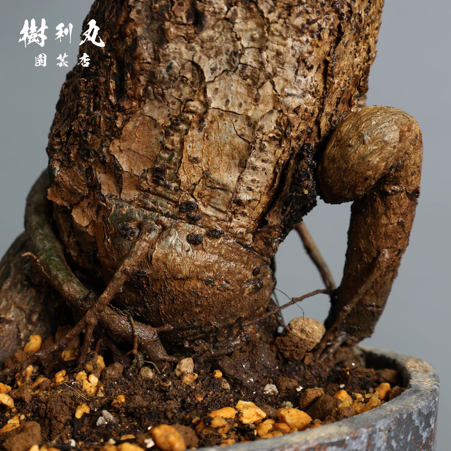 芯はねじる - ボンバックス