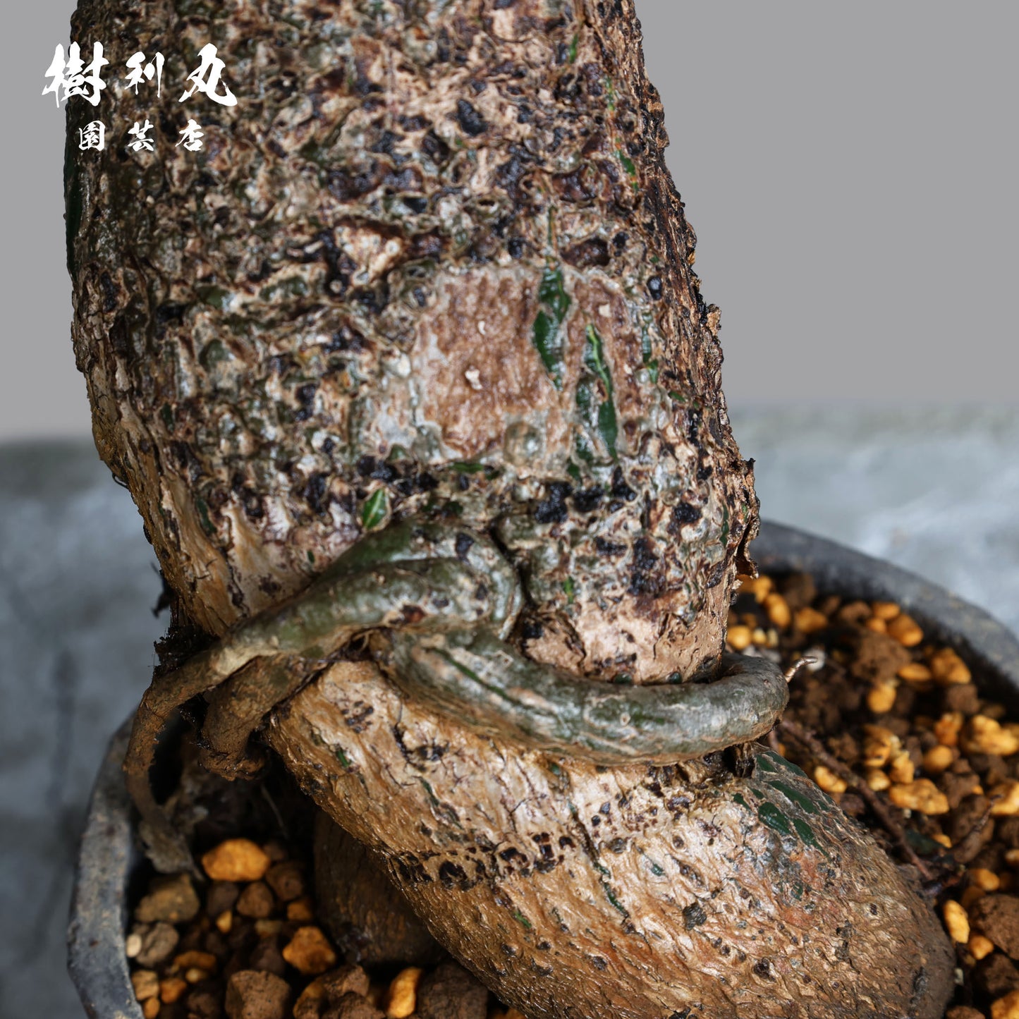 芯はねじる - ボンバックス