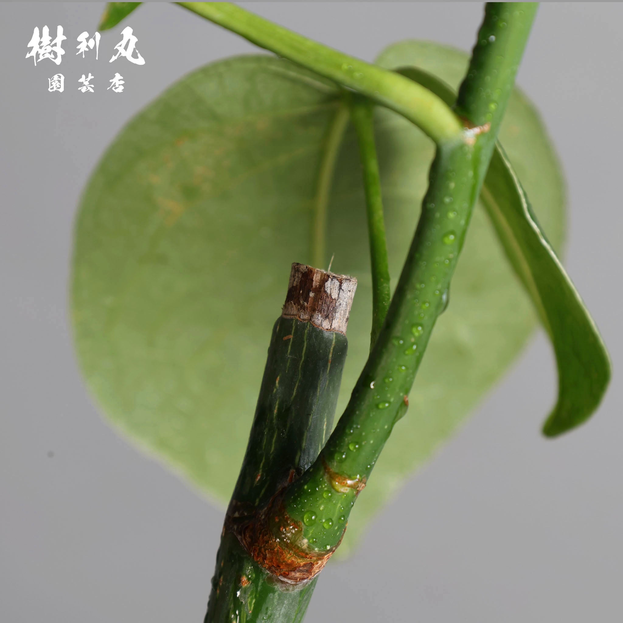 芯はねじる - ボンバックス｜ボンバックス｜ 樹利丸 園芸店