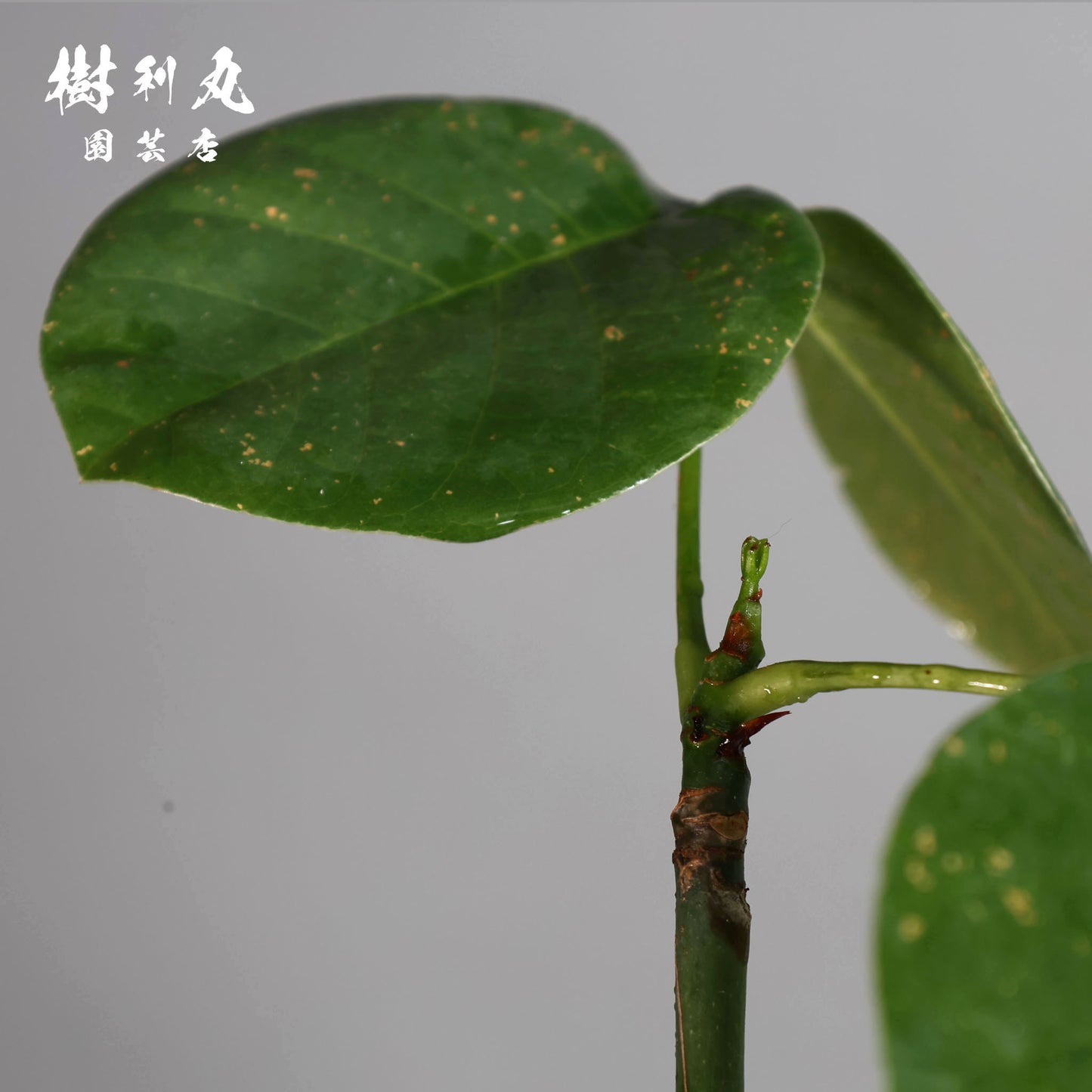 芯はねじる - ボンバックス
