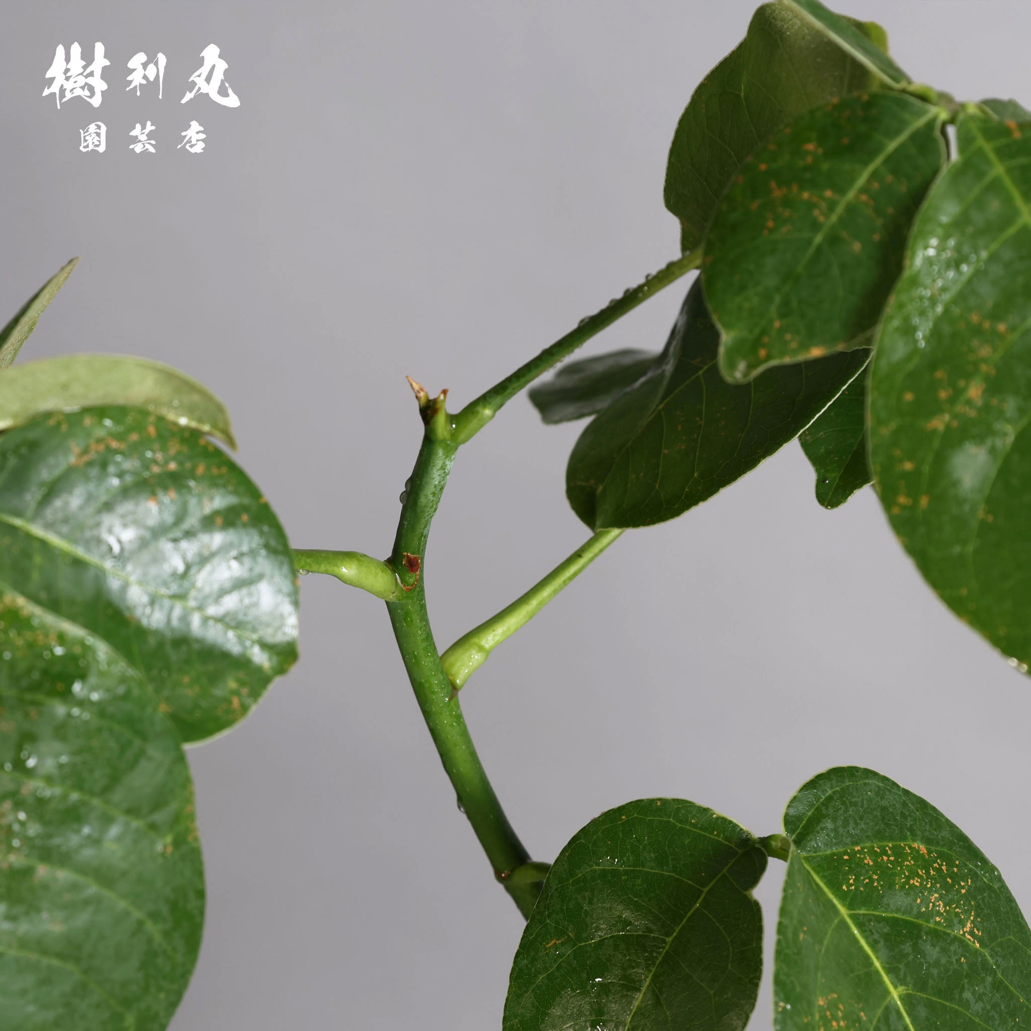芯はねじる - ボンバックス｜ボンバックス｜ 樹利丸 園芸店