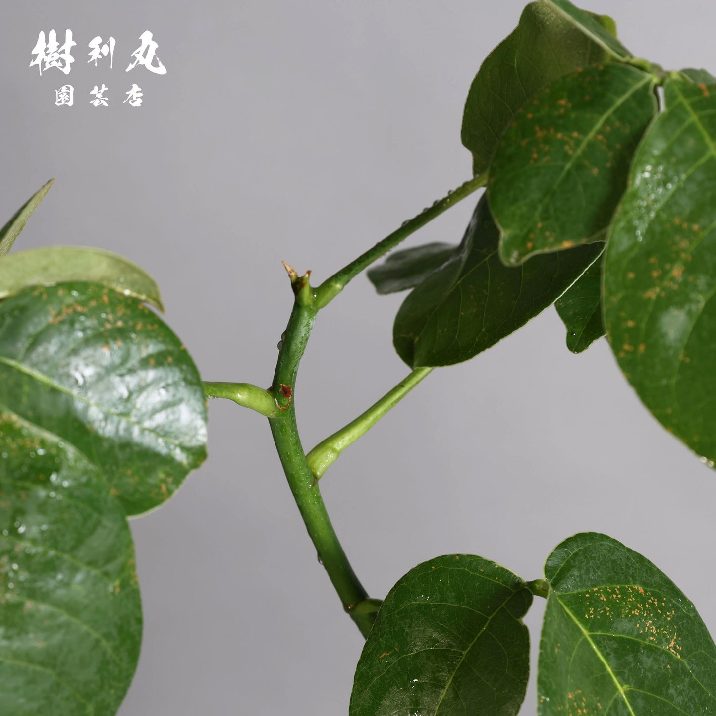 芯はねじる - ボンバックス