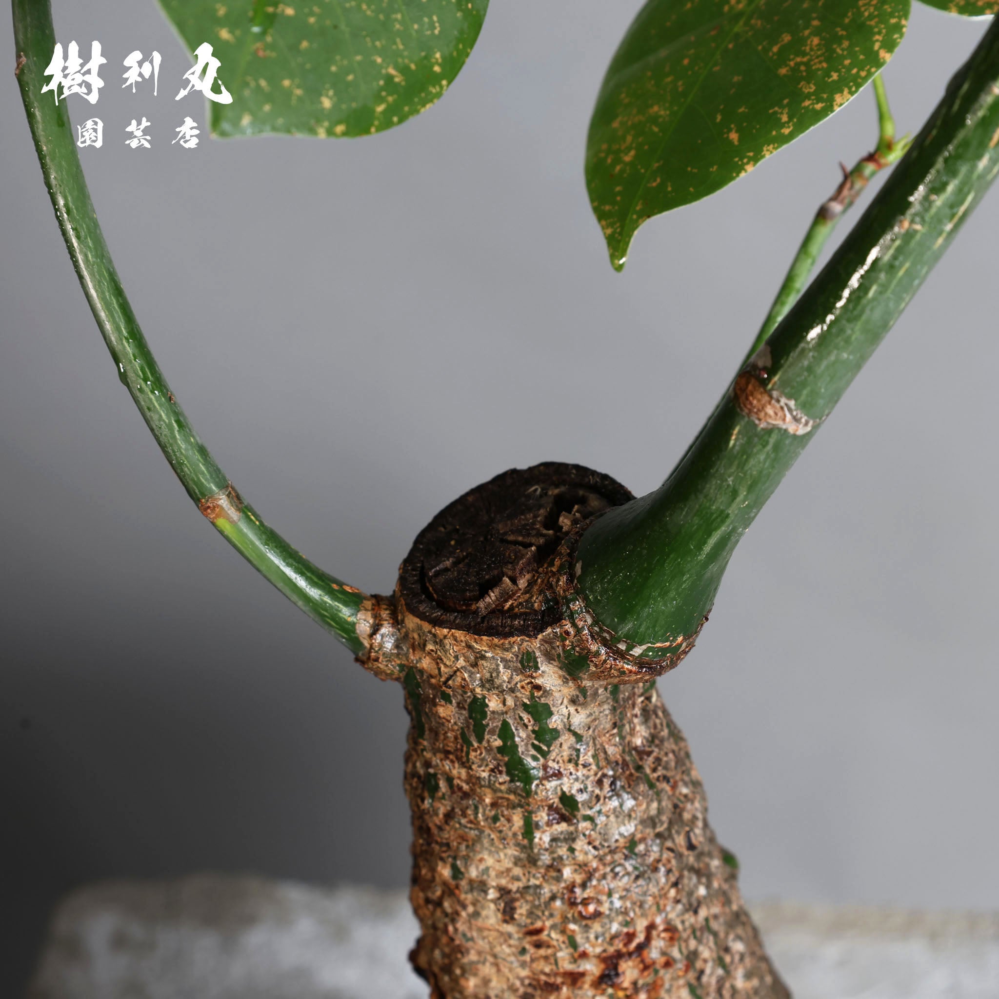 芯はねじる - ボンバックス｜ボンバックス｜ 樹利丸 園芸店