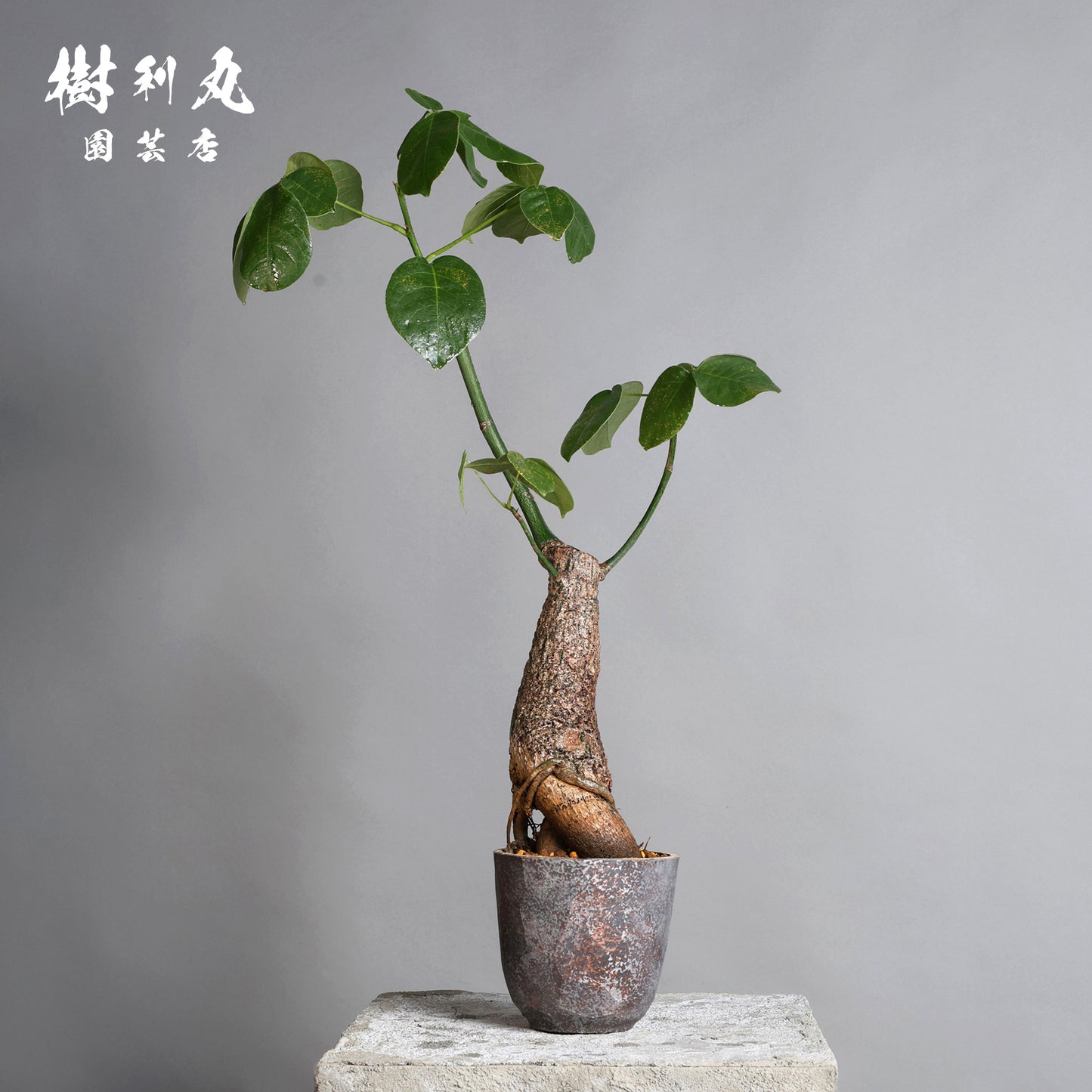 芯はねじる - ボンバックス